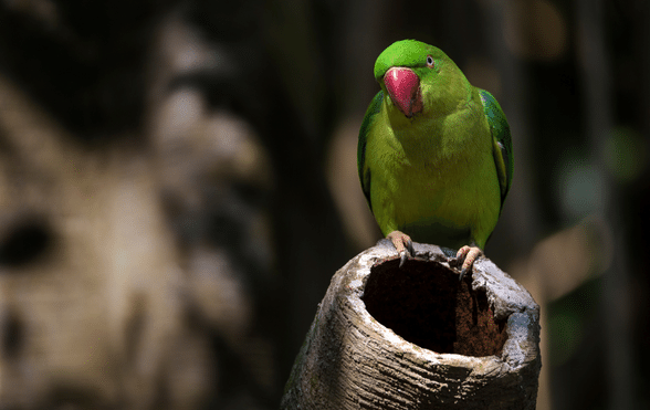 How and why do parrots talk? Best talking parrot and teaching your parrot  to talk - Exotic Direct