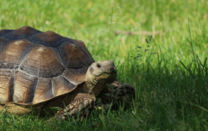 Tortoise food and diet advice - ExoticDirect