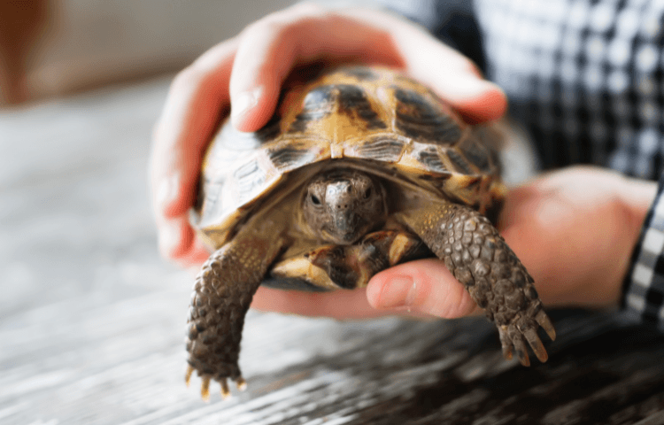 A small tortoise being held