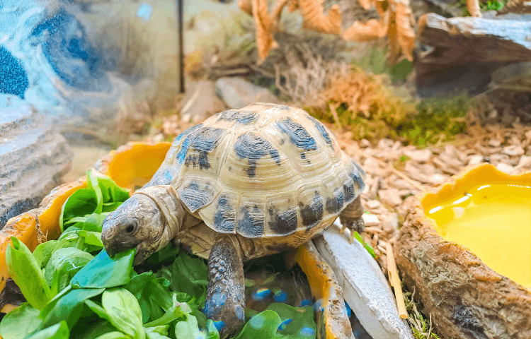 A tortoise eating greenery in its vivarium 