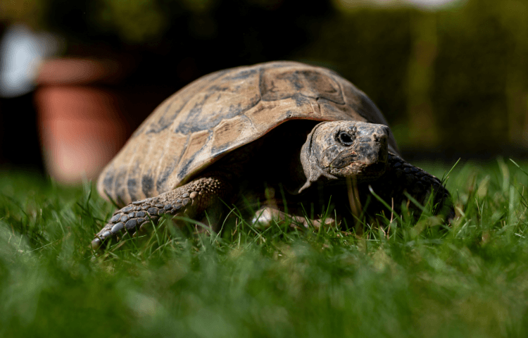 A tortoise in the grass outside