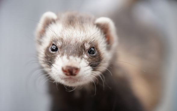 4 month 2024 old ferret