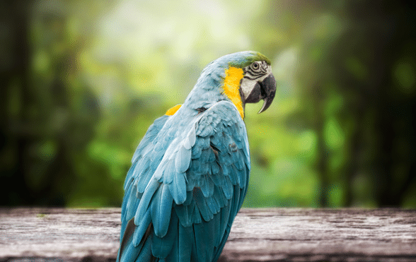 Hyacinth Macaw bird scam 2017 - Exotic Direct