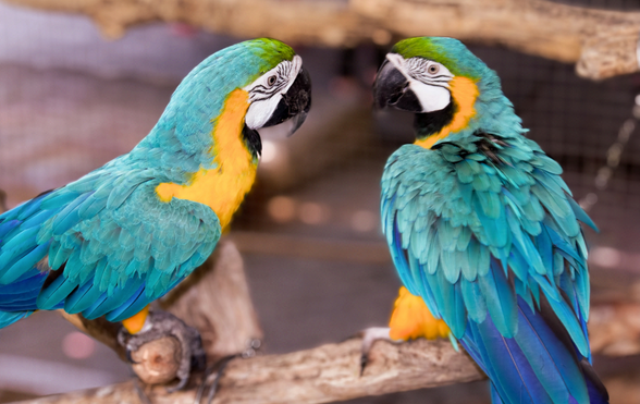 Understanding your parrot's body language - Exotic Direct
