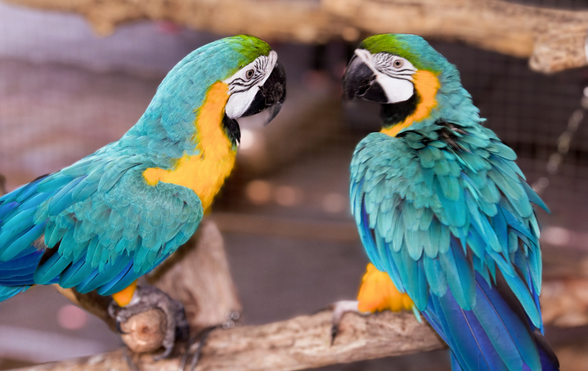 Broad-Shouldered Man Could Carry 7, No, 9 Whole Parrots