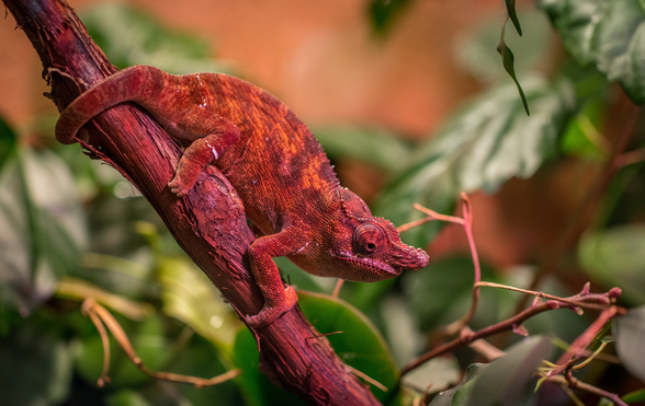 Keeping a Chameleon as a Family Pet - Nine to Three Thirty