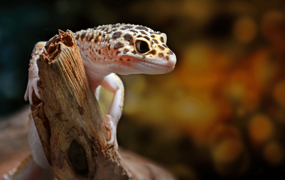 Crickets keep dying!?! : r/leopardgeckos
