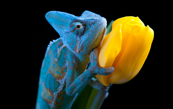 10 Fun Facts About Chameleons
