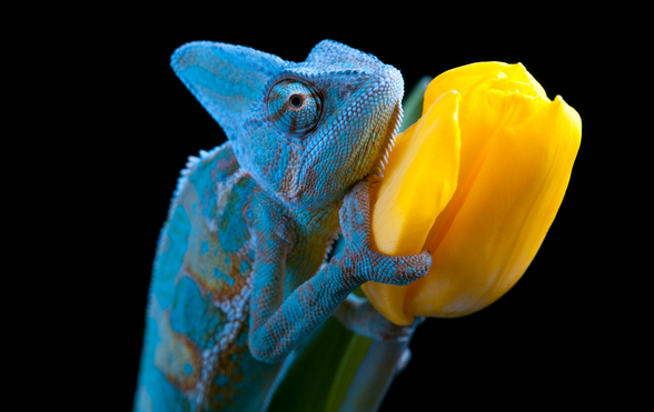 Cute animal picture of the day: baby Yemen chameleons