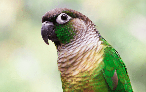 green pet bird