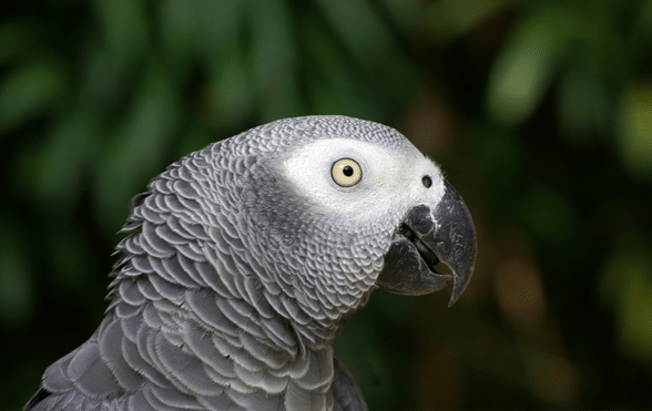 Parrot names, male, female, famous and not-so-famous - Exotic Direct