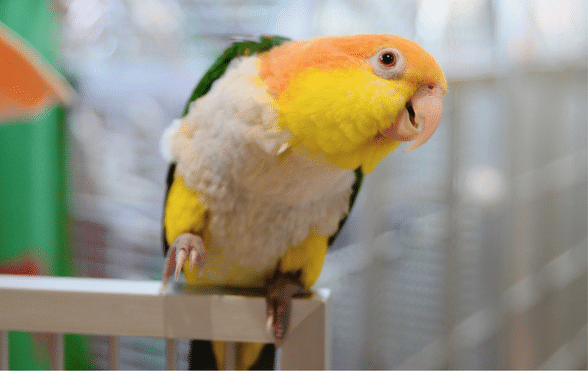 Why do parrots dance - Exotic Direct