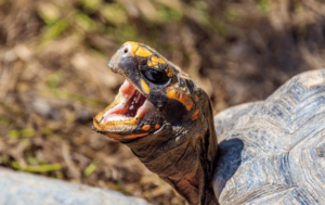 Tortoise behaviour - ExoticDirect