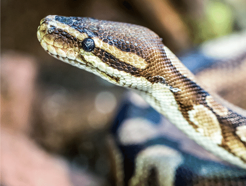 mini python snake