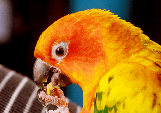 Best parrots to have as pets - Exotic Direct