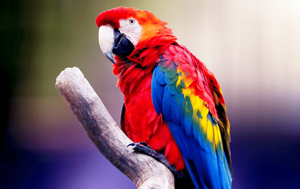 How much does it cost to keep a Parrot? - Exotic Direct