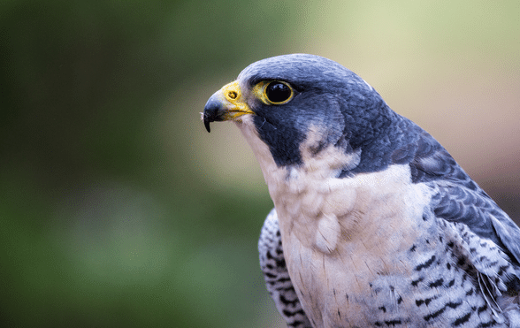 Hybrid Falcon - Picture of The International Centre for Birds of