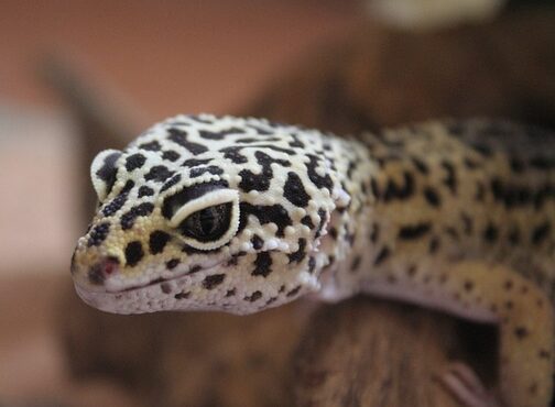 Leopard Gecko Vivarium - ExoticDirect