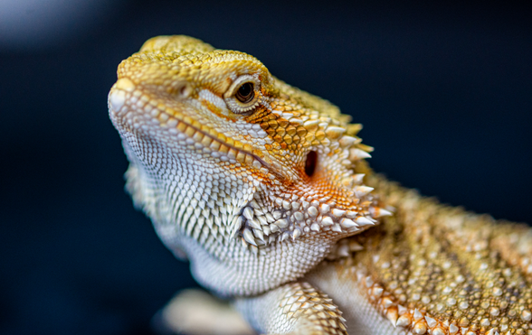 Bearded Dragon Lizard