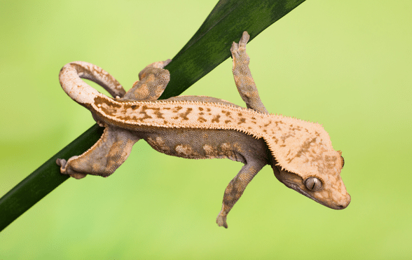 crested gecko bite