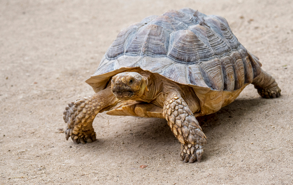 Is my Horsefield tortoise shell looking healthy?