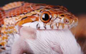 Image showcasing Feeding corn snakes - ExoticDirect