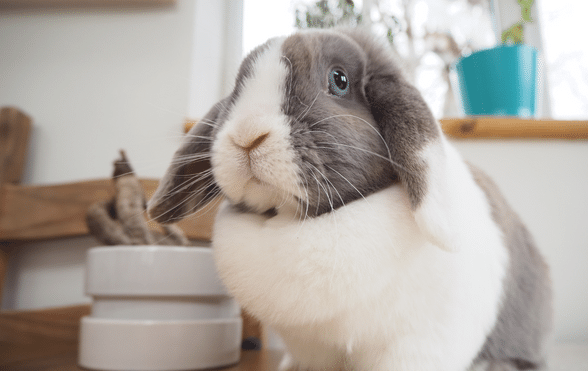 How to stop shop rabbits chewing wood