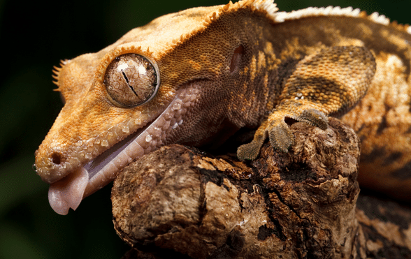 are little lizards bad for dogs