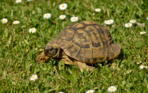 Keeping tortoises outside - ExoticDirect