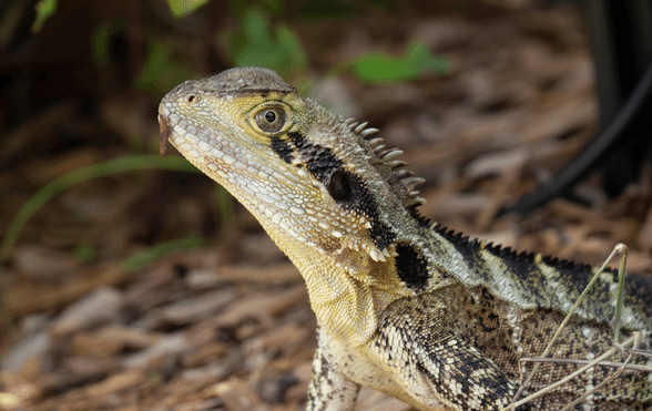 7 weird and wonderful facts about bearded dragons