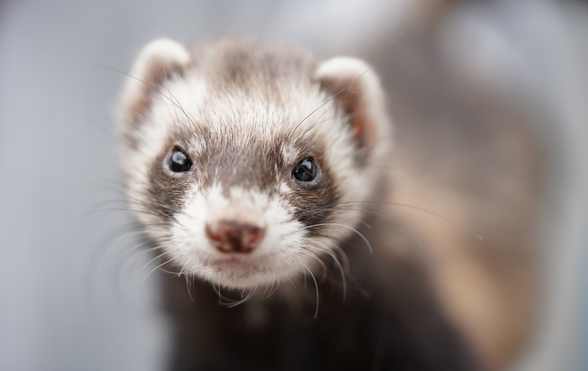 Can a ferret live outside? Ideal outside temperature, hot and cold weather  and housing - Exotic Direct