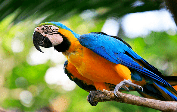 Parrots and the cold weather - Exotic Direct