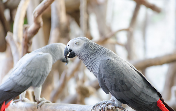 What can African grey parrots eat? - ExoticDirect