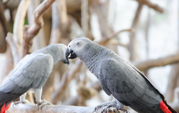 African grey parrot sales food