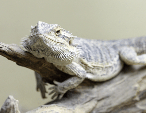 The Bearded Dragon's Guide To Heat and Humidity Requirements 