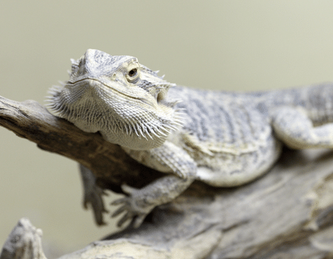 How Turning Up The Heat Turns Male Bearded Dragons Into Females