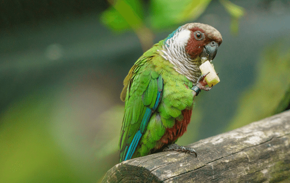 What do parrots eat? - Exotic Direct