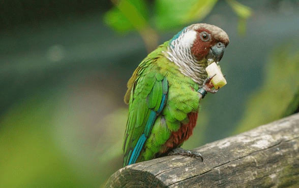 Parrots Eating