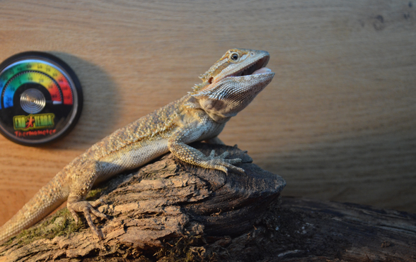 The Bearded Dragon's Diet: What Can They Eat?, Falls Road Animal Hospital