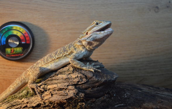 Bearded dragon thermostat outlet setup