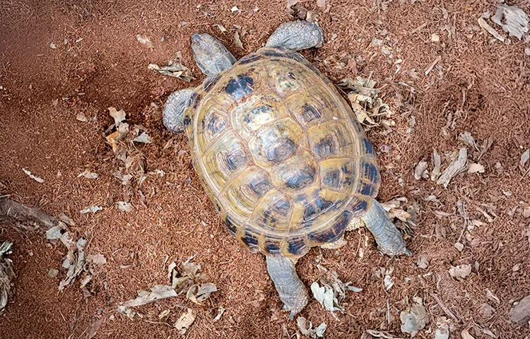 A tortoise on the ground