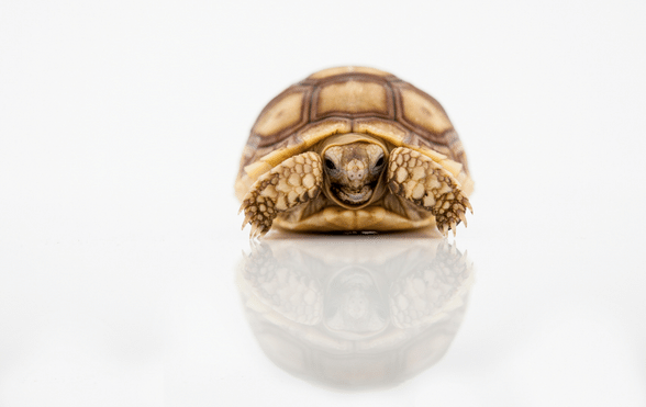 How do I hibernate my tortoise? A tortoise hibernation guide - ExoticDirect