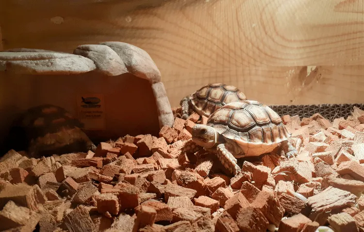 Two small tortoises in a wooden enclosure with bark substrate, one exploring near the front and the other partly hidden under a stone shelter.