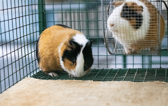 How to Set Up a Guinea Pig Cage (with Pictures) - wikiHow