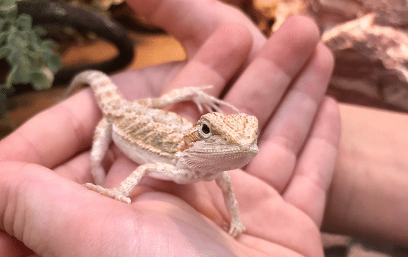 My bf got a bearded dragon, and it stresses me out he's not