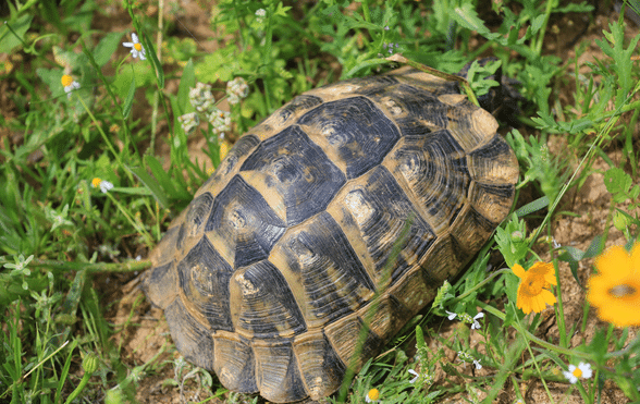 Tortoise shell problems - ExoticDirect