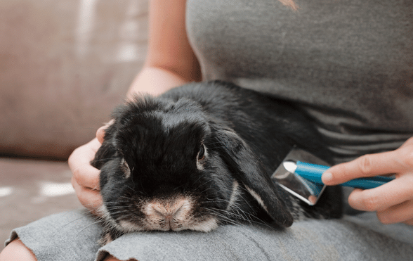 How to groom a rabbit - Exotic Direct