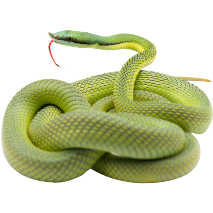 Snake Insurance - ExoticDirect