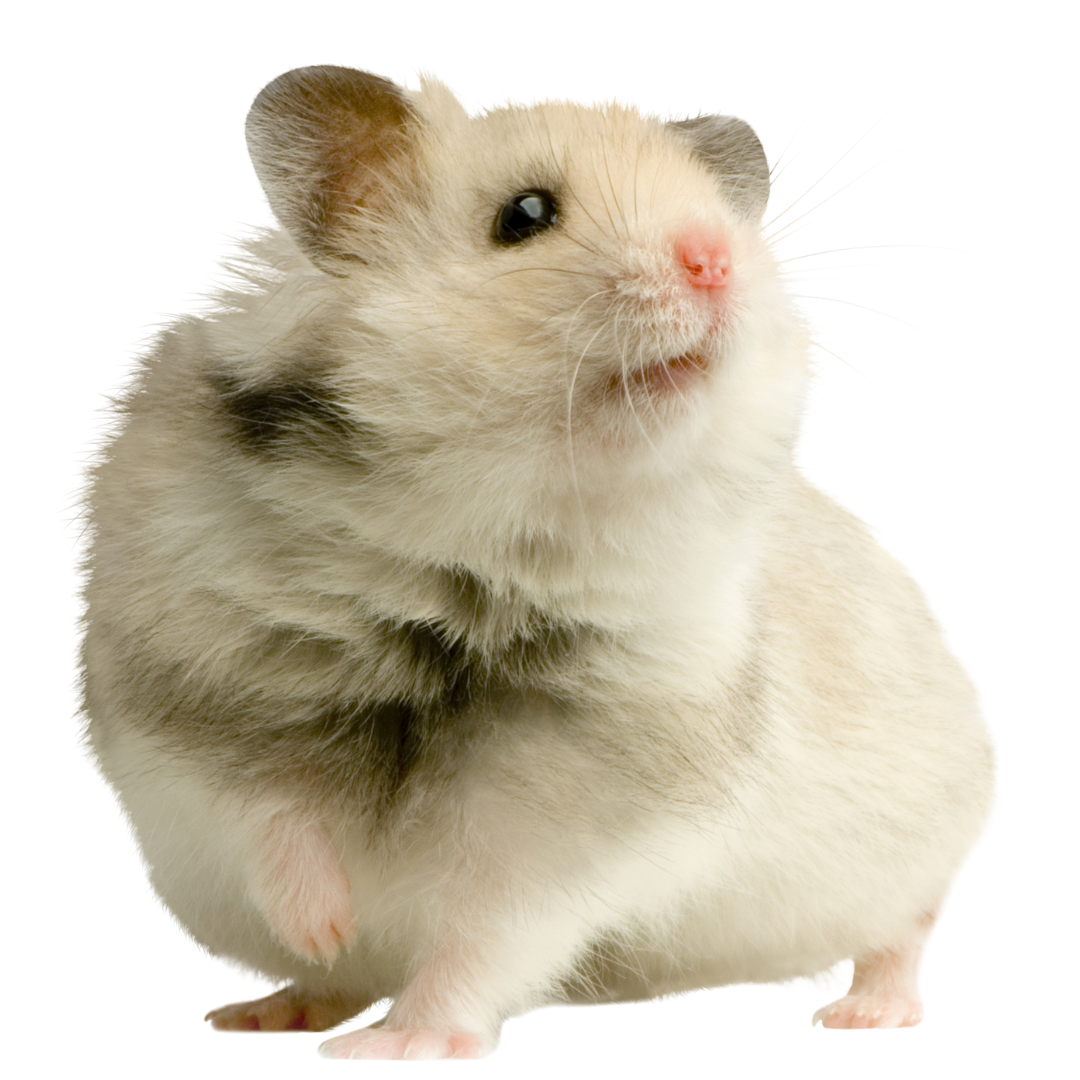 Hamster pet hot sale insurance