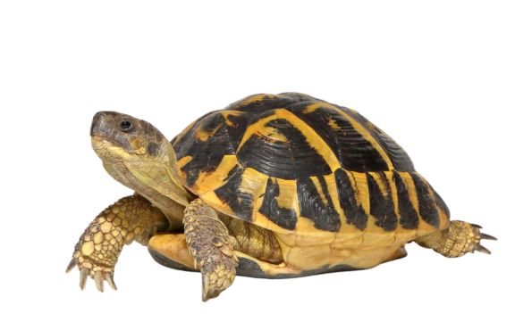 Tortoise Insurance